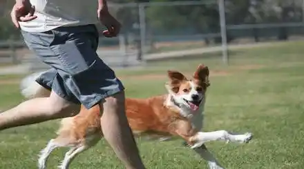 Homepage - Dog Training Programs Review