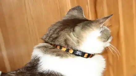 Homepage - Cat Training Courses Review